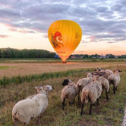 Tijdens de wandeling bij de avondvaart keek deze kudde schapen naar de mooie Chouffe luchtballon.